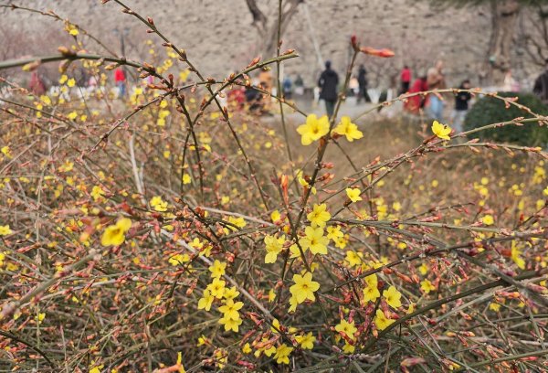 迎春花瀑映京城，市民踏春享春意
